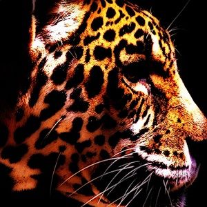 Meet your Posher, Allie